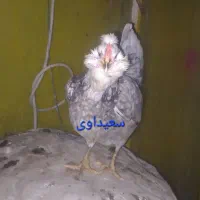 گلین|حیوانات مزرعه|اهواز, کوی علوی|دیوار