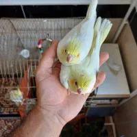 فروش یک جفت عروس هلندی لوتبنو