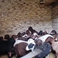 ۳۰راس گوسفند جوان یک ساله|حیوانات مزرعه|مشکیندشت, |دیوار