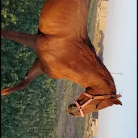 مادیون دیدنی|اسب و تجهیزات اسب‌سواری|مرودشت, ژیان|دیوار