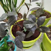 زامفولیا بلک|گل و گیاه طبیعی|تهران, آهنگ|دیوار