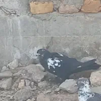 کبوتر