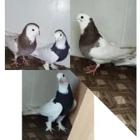 طوقی