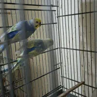 مرغ عشق رینبو پروانه‌ای