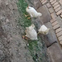 مرغ سفید تخم گذار