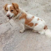 سگ پاکوتاه|سگ|آشخانه, |دیوار