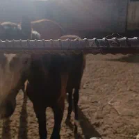 مایل به معاوضه  با گوسفند  نیز هستم