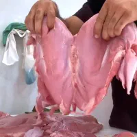 شنیسل بوقلمون