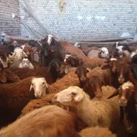 میش و بره|حیوانات مزرعه|بیرانوند, |دیوار