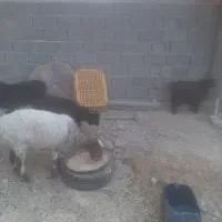 بره وبزغاله وگوسفند وبز|حیوانات مزرعه|زاهدان, |دیوار