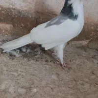 نیم چپ ماده بشرط جفت و پرش