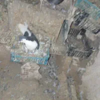 کفتر  خوب|پرنده|قوچان, |دیوار