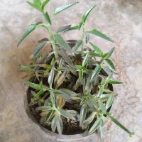 گل  اشک تمساح