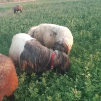 میش لری بختیاری