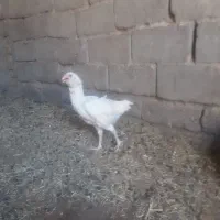 مرغ سفید