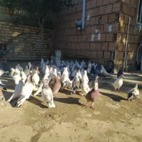 کبوتر پرشی آمپر 100تا