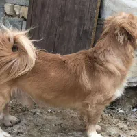 سگ اشپیتز|سگ|شیراز, بید زرد|دیوار