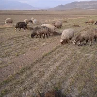 فقط یک ماهه