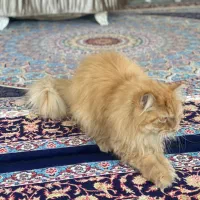 گربه پرشین نژاد اصلی|گربه|اردبیل, |دیوار