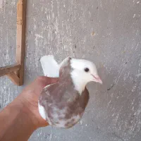 کبوتر طوقی|پرنده|قزوین, |دیوار