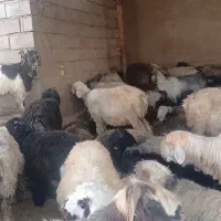 میش بختیاری