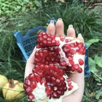 حل مشکل رنگ نداشتن و پوکی انار به روش ارگانیک