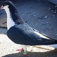 باربند پژو کفتر یا کبوتر|پرنده|شیراز, شهرک گلها|دیوار