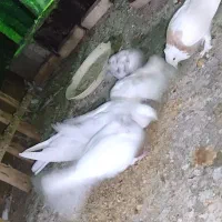 کفتر پرشی|پرنده|مهریز, |دیوار