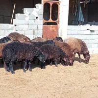 بره قوچ ژن دار همو و هترو|حیوانات مزرعه|ارسنجان, |دیوار