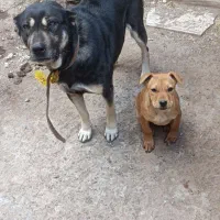 سگ نگهبان جوان|سگ|زنجان, |دیوار