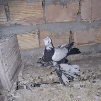 یک عدد سینه سیاه|پرنده|آذرشهر, |دیوار