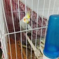 جفت عروس هلندی