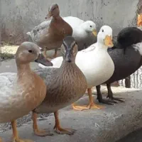 فروش اردک