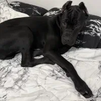 کارگر منزل از صبح تا بعد از ظهر