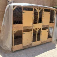 قفس با مرغ لاری