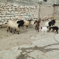 تعدادی بز وبزغاله درجه یک|حیوانات مزرعه|روانسر, |دیوار