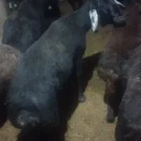 تولی قرع چال