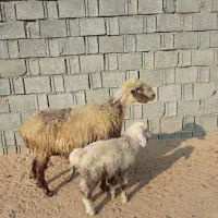 میش شکم دوم دوقلوزا  با بره نر|حیوانات مزرعه|آبپخش, |دیوار