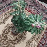 بنسای آدنیوم ۱۲ ساله|گل و گیاه طبیعی|مشکیندشت, |دیوار