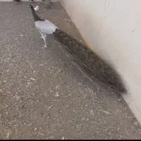 طاووس 5 ساله شکلاتی و اوپال