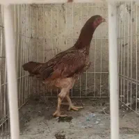 مرغ لاری افغان