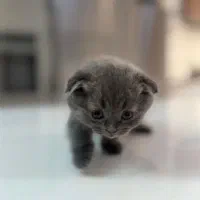 گربه اسکاتیش فولد