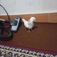 کفتر طوقی زرد|پرنده|گالیکش, |دیوار