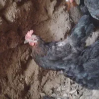 آماده جوجه کشی