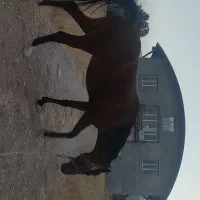 مادیان ۳ سال کاملا سالم|اسب و تجهیزات اسبسواری|فارسان, |دیوار