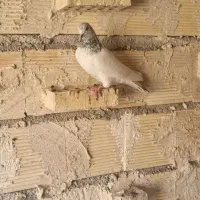 بالاگیر شیخی|پرنده|اهواز, پردیس|دیوار