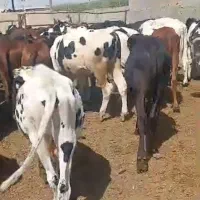 38راس گوساله دورگ جنس عالی برای پروار|حیوانات مزرعه|تهران, خانی‌آباد|دیوار