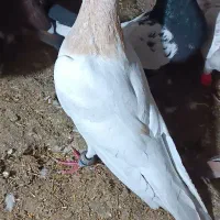 کفتر|پرنده|زاوه, |دیوار