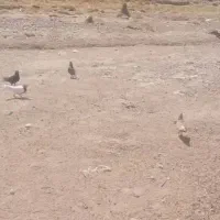 ۸ عدد کبوتر|پرنده|شیراز, انجیره|دیوار