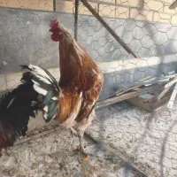 مرغ و خروس گلین لری